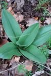 Orchis purpurea