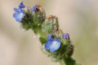 Lycopsis arvensis