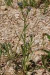 Lycopsis arvensis