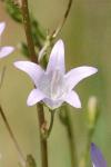 Campanula rapunculus