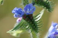 Echium vulgare