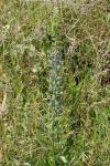 Echium vulgare