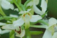 Platanthera chlorantha