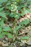 Platanthera chlorantha