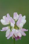 Coronilla varia