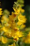 Lysimachia punctata