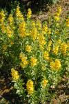 Lysimachia punctata