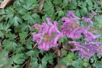 Corydalis solida
