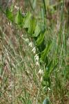 Polygonatum multiflorum