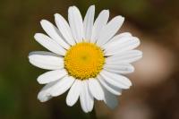 Leucanthemum vulgare