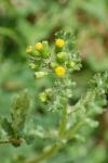 Senecio vulgaris