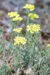 Alyssum montanum