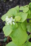 Viburnum lantana