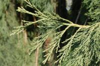 Sequoiadendron giganteum