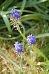 Muscari armeniacum