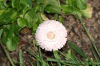 Bellis perennis