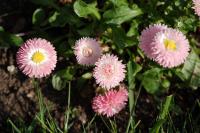 Bellis perennis
