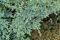 Juniperus horizontalis