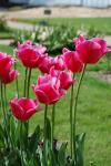 Tulipa gesneriana
