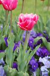 Tulipa gesneriana