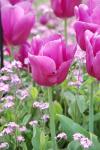 Tulipa gesneriana