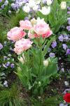 Tulipa