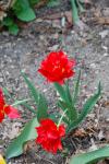 Tulipa