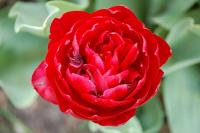 Tulipa