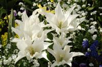 Tulipa