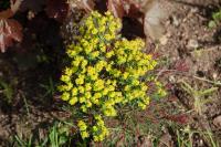 Euphorbia cyparissias
