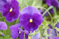 Viola x wittrockiana