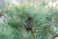 Pinus densiflora
