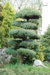 Pinus parviflora
