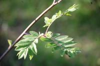 Sorbus aucuparia