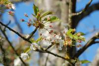 Prunus avium