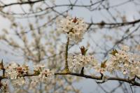 Prunus avium
