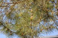 Pinus pinaster