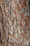 Pinus pinaster