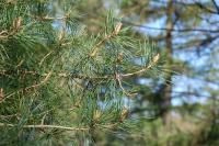 Pinus sylvestris
