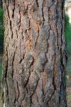 Pinus sylvestris