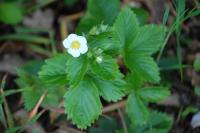 Fragaria vesca