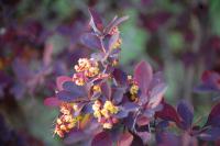Berberis thunbergii