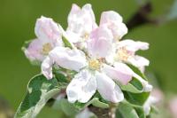 Malus domestica