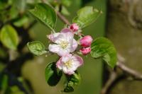 Malus domestica