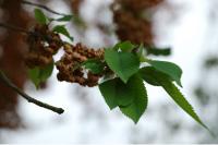 Prunus avium