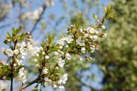 Prunus cerasus