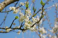 Prunus domestica