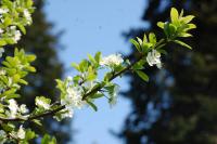 Prunus domestica