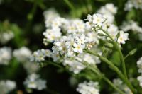 Myosotis alpestris