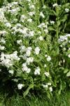 Myosotis alpestris
